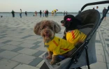 Deux chiens dans une poussette, vêtus de maillots de l'équipe nationale de football, alors que des partisans du candidat à la présidentielle colombienne Abelardo de la Espriella célèbrent les résultats du premier tour à Barranquilla, en Colombie, le 31 mai 2026