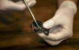 Un prélèvement sur un bébé tortue en vue d'une analyse ADN, sur l'île de Mataking, en Malaisie, le 25 septembre 2026
