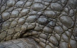 Peau d'un crocodile de l'Orénoque prise en photo au zoo Leslie Pantin de Turmero, dans le centre-nord du Venezuela, le 8 avril 2023