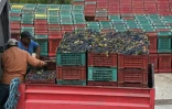 Des ouvriers chargent des cageots de raisins recoltés du vignoble de Neferis, dans la région de Grombalia (40 km sud-est de Tunis), le 16 septembre 2016