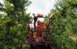 Ramassage de nectarines à Saint-Genis des Fontaines, le 21 juillet 20174