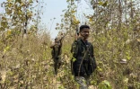 Des paramilitaires, membres des Gardes de la réserve de district (DRG) en patrouille lors d'un entraînement à Dantewada, dans le district de Bastar de l'Etat de Chhattisgahr, le 16 mars 2025 dans le centre de l'Inde