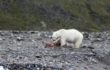 Une ourse polaire dévore la carasse d'un renne à Svalbard, en Norvège, le 21 août 2020