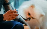 Loulou, un poméranien, mange une pâtisserie pour chien au café "Casa del Doggo", le 7 mai 2026 à Paris