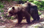 Un ours brun près de Melles, dans les Pyrénées françaises, le 4 juin 2020