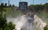 Le fermier Andreas Gugumuck nourrit ses escargots dans son exploitation "Wiener Schnecken", le 18 juin 2022 à Vienne, en Autriche