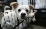 Des chiens sauvés d'abattoirs canins recueillis dans un refuge géré par l'association de défense des droits des animaux KARA à Paju, le 23 juin 2026 en Corée du Sud