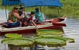 Des touristes viennent admirer les nénuphars géants dans la rivière Paraguay, le 11 février 2021 à une trentaine de kilomètres de Asuncion