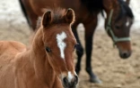 Un poulain et sa mère, dans le haras polonais de Janow Podlaski, le 3 mars 2016
