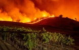 Le "Kincade Fire" s'approche des vignes, près de Geyserville, le 24 octobre 2019 en Californie