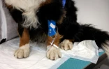 La chienne Nuska, souffrant d'une métastase à un poumon, attent la fin de sa perfusion, un cathéter relié à l'une de ses pattes à l'hôpital vétérinaire de Maisons-Alfert, le 11 juin 2026 dans le Val-de-Marne