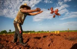 Un agriculteur récolte des patates douces à Alquizar, dans la province d'Artemisa, Cuba, le 29 septembre 2023