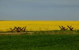Des obstacles anti-tanks devant un champ de colza dans la région de Zaporijjia en Ukraine le 5 mai 2022
