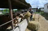 Un ouvrier nourrit des vaches dans une ferme du village de Mala Rogan, à 25 km au sud-est de la ville ukrainienne de Kharkiv (est) 