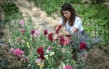 La Franco-japonaise Masami Lavault cultive des fleurs dans un champ près du cimetière de Belleville, le 1er juillet 2020 à Paris