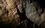 Des gravures dans la roche datant d'environ 30 000 ans lors d'une visite exclusive accordée par la DRAC de Nouvelle-Aquitaine, à l'intérieur de la grotte de Cussac, le 20 février 2025 au Buisson-de-Cadouin, en Dordogne