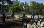 Des employés du fermier Steve Bothma séparent les mâles et les femelles d'un troupeau de moutons merinos, le 27 novembre 2019 à Adelaïde, en Afrique du Sud