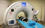 La chienne Naki subit un examen de dépistage du cancer à l'hôpital vétérinaire de Maison-Alfort, le 9 juin 2026 dans le Val-de-Marne