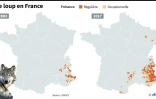 Le loup en France