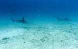 Des requins-marteaux nagent sur le site de plongée de l'île North Seymour dans l'archipel des Galápagos, en Équateur, le 8 mars 2024