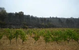 Des vignes épargnées par les flammes le 8 août 2025 à Talairan dans l'Aude