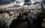 Des éleveurs avec leurs troupeaux, à Agege Market, le plus grand marché à bestiaux d'Afrique de l'Ouest, à Lagos, le 10 avril 2019.