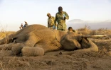 Des vétérinaires s'occupent de l'éléphant Gengis Khan, victime d'un mal mystérieux tuant ses congénères et qui agonise dans la réserve de Kitenden B, près du parc national kényan d'Amboseli,  le 12 août 2026