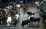 Des vaches à l'étable dans une  exploitation agricole près de Barnstaple dans le sud-ouest de l'Angleterre, le 16 janvier 2025