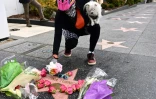 Un passant dépose des fleurs près de l'étoile de Tina Turner sur le "Walk of Fame" de Hollywood, le 24 mai 2023
