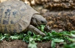 Une tortue mange de la salade, le 29 septembre 2023 à Kalyvia Thorikou, en Grèce