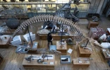 Déménagement de spécimens avant des travaux au sein de la Galerie de Paléontologie et d'Anatomie comparée du Muséum national d'Histoire naturelle, le 22 janvier 2026 à Paris 
