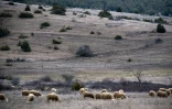 Des moutons paissent dans un champ près de Nantes, sur le plateau du Larzac, le 12 janvier 2018