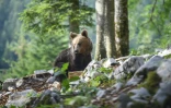 Un ours dans la forêt au-dessus du village de Markovec, le 27 juin 2018 en Slovénie