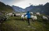 Aliki Buhayer-Mach, bénévole de l'ONG Oppal pour la protection des alpages, rassemble un troupeau de moutons, le 9 août 2023 à Pontimia, dans les Alpes suisses