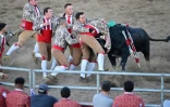 Un groupe de "forcados" empoigne un taureau pour l'immobiliser et représenter sa mort symbolique lors d'une corrida portugaise organisée à Turlock (Californie), le 10 juillet 