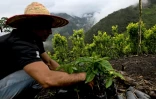 Un agriculteur s'occupe d'un caféier à Argelia, dans le département du Cauca, le 5 mai 2025 en Colombie