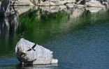 Des cormorans au-dessus de l'Ardèche, à Vallon-Pont-d'Arc, le 7 mai 2020