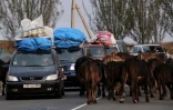 Des réfugiés du Nagorny Karabakh attendent le passage d'un troupeau de vaches sur la route entre Kornidzor et Goris, le 28 septembre 2023 en Arménie