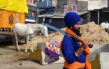 Un guerrier du Nihang, première ligne de défense des agriculteurs opposés aux réformes du gouvernement, le 21 décembre 2020 à Singhu, en Inde