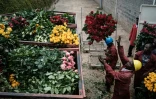 Au Kenya, les fleurs de la plantation Bliss Flora sont jetées dans une benne à ordures, en raison de l'arrêt des exportation vers l'Europe, la Chine, l'Australie, le Japon et la Russie, le 23 mars 2020  