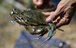 Un crabe bleu (Callinectes sapidus), qui sera analysé, mesuré et pesé au laboratoire de l'Institut méditerranéen d'océanographie (MIO) de Marseille, à Hyères, le 28 mai 2026 dans le Var