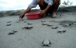 Un employé du Centre de conservation Pawikan aide des tortues à atteindre l'océan, le 7 janvier 2016 sur la plage de Morong
