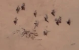 Capture d'écan d'une vidéo diffusée par l'armée française qui dit avoir filmer le 21 avril 2022 avec un drone des mercenaires russes enterrant des corps à la base de Gossi au Mali