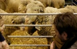 Des moutons le 25 février 2017 au salon de l'Agriculture à Paris