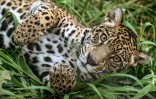 Un jaguar dans un enclos de l'association Mata Ciliar, une organisation pour la conservation de la biodiversité, à Jundiai, dans l'État de Sao Paulo, au Brésil, le 29 mai 2025