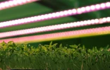 Des micro-pousses de wasabi poussent sous lumière artificelle à Saint-Jean-en-Val (France), le 22 mai 2018