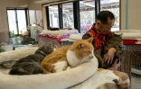 Toru Akama, ancien employé de centrale nucléaire, s'occupe des chats qu'il a recueillis lors d'un entretien avec l'AFP dans son refuge pour animaux à Namie, dans la préfecture de Fukushima, le 5 mars 2026 au Japon