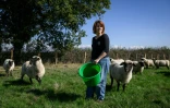 Chloé Pimont, une comédienne parisienne et végétarienne devenue éleveuse de brebis dans le Morvan, avec ses bêtes le 29 septembre 2025 à Monthelon, en Saône-et-Loire