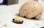 Cerveaux d'un rat (à gauche), d'un raton laveur et d'un humain, à l'université américaine de Richmond, le 2 août 2022