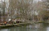 Un arbre déraciné par la tempête le 13 janvier 2017 à Reims